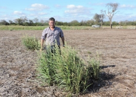 La larga batalla contra el Alepo