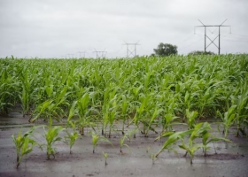 Dilema estamos frente a una agricultura cada vez más riesgosa