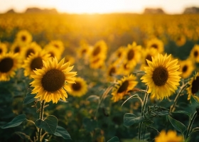 Se advierten señales comerciales positivas para el mercado argentino de girasol