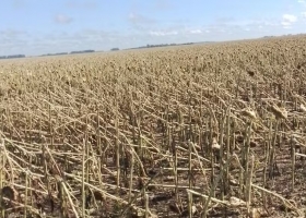 Desapareció un violento e inusual temporal destruyó la cosecha en dos regiones del país