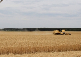 En los últimos dos años Argentina perdió más de 4000 productores de trigo