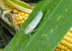 MAIZAR coordina un trabajo público-privado para abordar el problema del achaparramiento del maíz