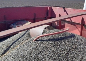 Terminó la cosecha de girasol con una sorpresa. Regiones no tradicionales le pasaron el trapo a las demás