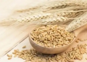 Vas a sembrar trigo o cebada. Alertan que es un peligro sentarse a esperar una caída del precio del fósforo como la registrada en la urea