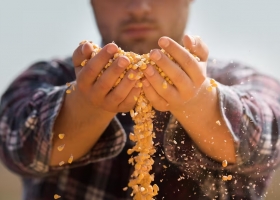 Se conoció la impactante pérdida en dólares por el histórico ataque de una plaga