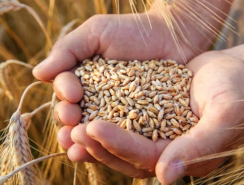 Derrumbe la siembra de trigo en Córdoba caerá al menor nivel en once años