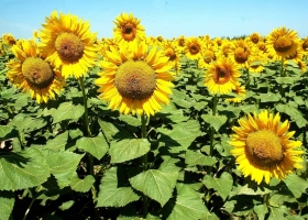 Efecto chicharrita se dispararon las consultas para escapar del insecto más destructivo de los últimos años