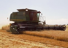 Cebada. Aumento en el precio de la cervecera por problemas climáticos