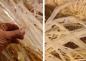 Provocó estragos llegó el frío y hay dudas sobre si alcanzará para ponerle fin a una plaga