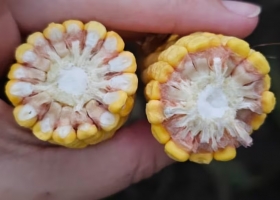 Pacto de la chicharrita. El Gobierno logró un inédito acuerdo con doce provincias frente a una letal plaga