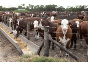Las lluvias y las condiciones macroeconómicas frenan el encierre en los feedlots a pesar de que el número del engorde no es malo
