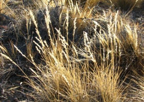 Investigadores midieron el rendimiento fotosintético de gramíneas en la Patagonia al estrés hídrico