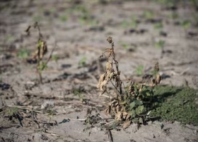 La Niña podría ser positiva para la temporada de cultivo 2024/25 en Brasil