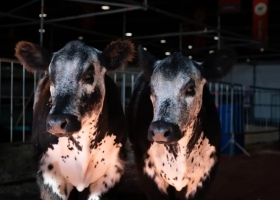 Expectativa por una nueva raza bovina que entusiasma a los productores ganaderos