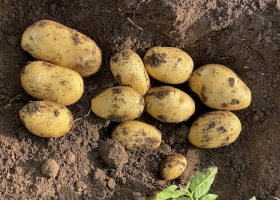 Sabemos cuidar el suelo fuerte rechazo de productores de papa a un anteproyecto de ley de ingenieros agrónomos