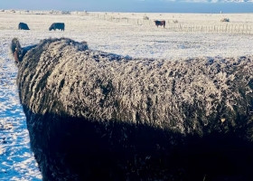 Decisión clave Chile le restituyó un estatus sanitario a la Patagonia y retomará importaciones de productos cárnicos