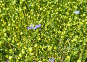 Entre Ríos la producción de lino crecería un 22% en la campaña 2025/26 por mejores rindes y buena implantación