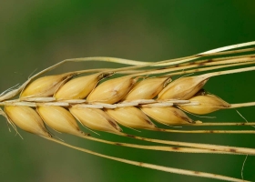 Heladas tardías ponen en alerta a la cebada, pero se mantiene la proyección de una buena campaña