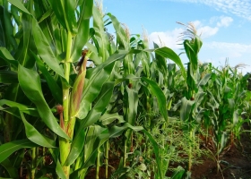 La siembra de maíz 2025/26 alcanzó el 35% del área nacional, con buenos signos en el centro agrícola