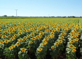 La siembra de girasol 2025/26 alcanza el 63% del área prevista y muestra un estado óptimo en la mayor parte del país