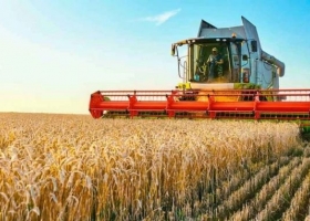 La cosecha de trigo 2025/26 cubre el 8,4% del área y mantiene la proyección de 22 millones de toneladas