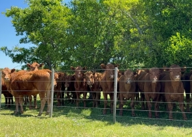 Es un antes y un después apoyos y reparos a la obligación de hacer la identificación ganadera electrónica