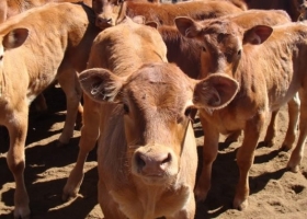 Destete precoz y mejor nutrición claves para la eficiencia reproductiva en la ganadería mesopotámica