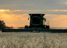 Avanza la cosecha argentina de trigo con rindes tan espectaculares que parecen un regalo de Navidad por adelantado