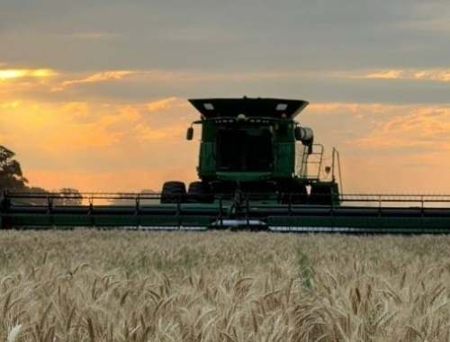 Avanza la cosecha argentina de trigo con rindes tan espectaculares que parecen un regalo de Navidad por adelantado