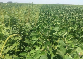 Mucho antes alertan por una presencia más temprana de malezas y recomiendan tener una estrategia