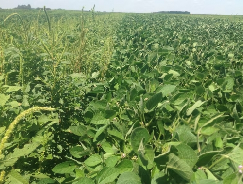 Mucho antes alertan por una presencia más temprana de malezas y recomiendan tener una estrategia