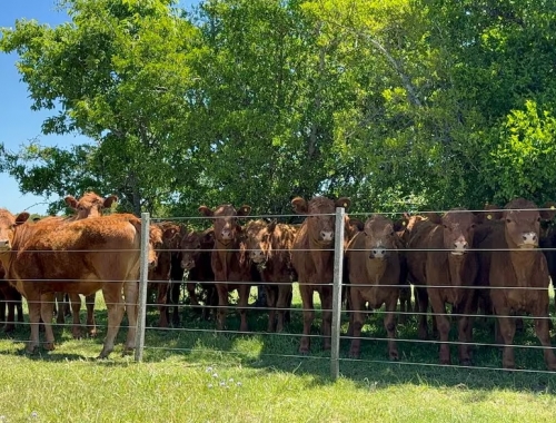 La Argentina se prepara para un histórico desembarco en Turquía