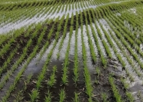 La siembra de arroz en Entre Ríos llega al 94% pero persisten nacimientos desparejos y riesgo de resembras
