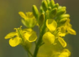 Brassicáceas en Entre Ríos la producción crecería 87% en 2025/26 y marca récord de superficie