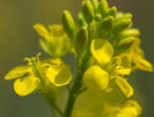 Brassicáceas en Entre Ríos la producción crecería 87% en 2025/26 y marca récord de superficie