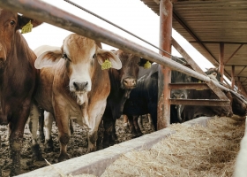 La ganadería argentina invertirá más de US$ 20.300 millones en 2025: cuánto se destinará a cada rubro