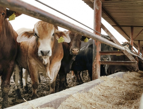 La ganadería argentina invertirá más de US$ 20.300 millones en 2025: cuánto se destinará a cada rubro