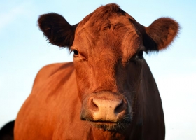 US$20.000 millones llega una inversión inédita con las vacas