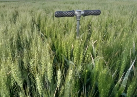 Transformación productiva sorpresa con un cultivo en dos zonas extremas del país