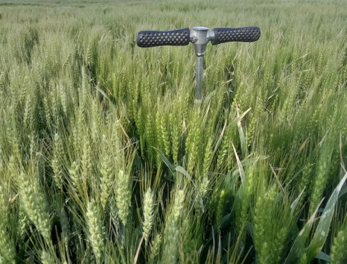Transformación productiva sorpresa con un cultivo en dos zonas extremas del país