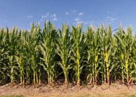 Escenario cómo viene el negocio para la campaña de granos gruesos 2025/26