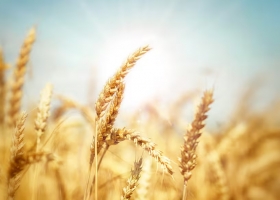 Tensión polémica por un cambio en la forma de pago del trigo aplicada por los exportadores