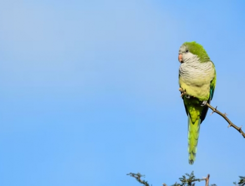 Enloquecidas con la soja palomas y cotorras arrasan cultivos y los productores hablan de un año “terrible”
