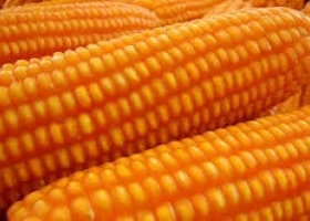 Manejo los tips imperdibles para seguir adelante con la siembra de maíz