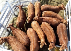 PROLIAR dió a conocer la más completa caracterización del rodeo Limangus: cinco años de mediciones que consolidan el potencial productivo de la raza