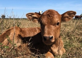 Al final, se viene en 2026 el proceso de retención bovina. Una encuesta releva qué se puede esperar al respecto