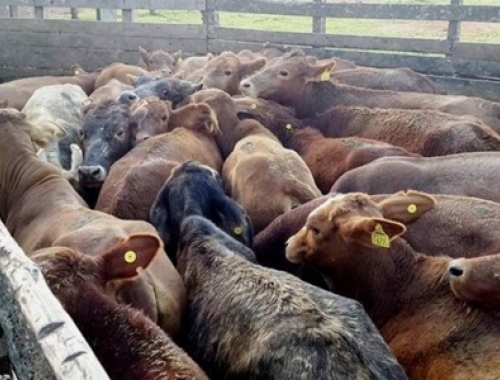 Ya son más de 500 los productores que firmaron un petitorio para que la caravana electrónica no sea obligatoria sino optativa