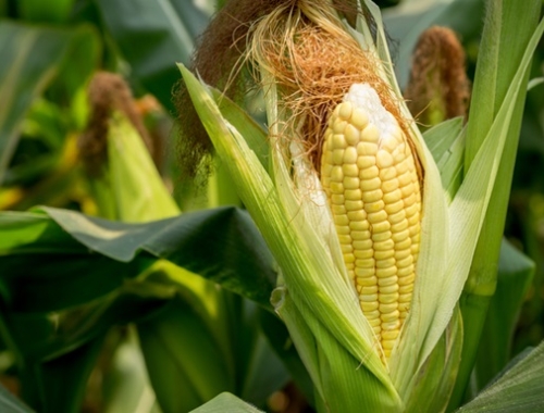 Maíz 2025/26 en Entre Ríos: el 96% del cultivo se mantiene entre Bueno y Muy Bueno pese al repunte térmico