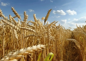 Trigo 2025/26 rompe todos los récords rindes históricos, logística saturada y precios en mínimos de ocho años