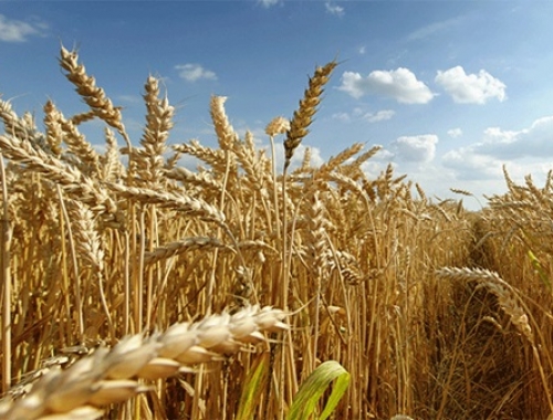 Trigo 2025/26 rompe todos los récords rindes históricos, logística saturada y precios en mínimos de ocho años